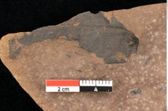 Foto (Detailsansicht) von Quercus palaeoilex Ettingshausen (NHMW-GEO-2024-0188-0939)